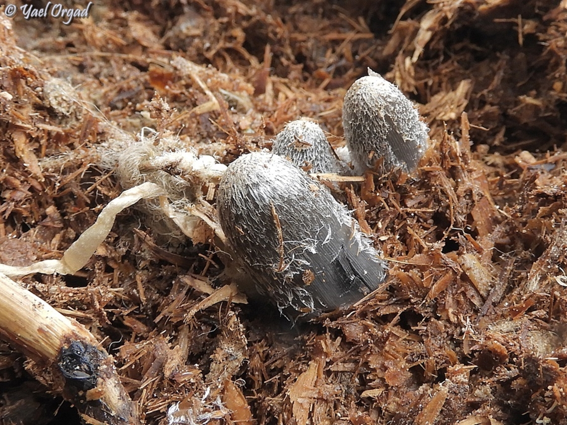 Coprinopsis sect. Cinereae or Radiatae Grew in a pile of manure Geotagged,Israel,Winter