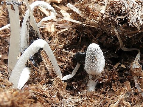 Coprinopsis sect. Cinereae or Radiatae grew in a pile of manure Geotagged,Israel,Winter