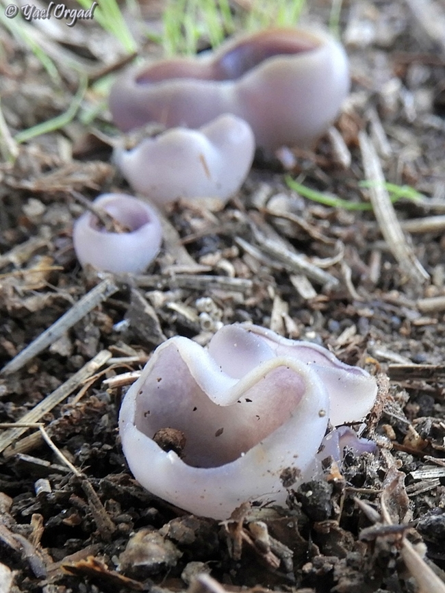 Geoscypha violacea  Geoscypha violacea,Geotagged,Israel,Violet Fairy Cup,Winter