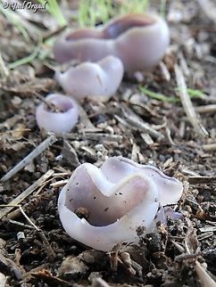 Geoscypha violacea  Geoscypha violacea,Geotagged,Israel,Violet Fairy Cup,Winter
