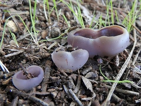 Geoscypha violacea  Geoscypha violacea,Geotagged,Israel,Violet Fairy Cup,Winter