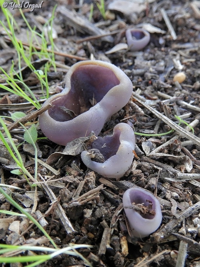 Geoscypha violacea  Geoscypha violacea,Geotagged,Israel,Violet Fairy Cup,Winter
