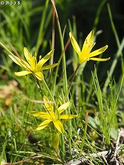 Gagea chlorantha  Gagea chlorantha,Geotagged,Winter