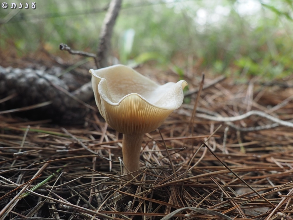 Clitocybe diatreta  Clitocybe diatreta