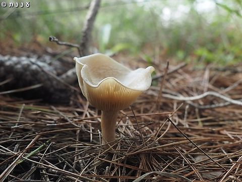 Clitocybe diatreta  Clitocybe diatreta