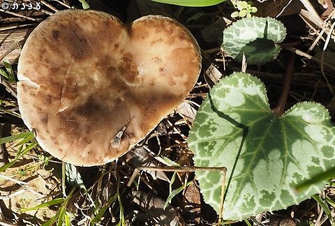 Two hearts are better than one Pleurotus еryngii var. ferulae and Cyclamen persicum leaf Cyclamen persicum,Geotagged,Pleurotus eryngii,Pleurotus еryngii,Winter