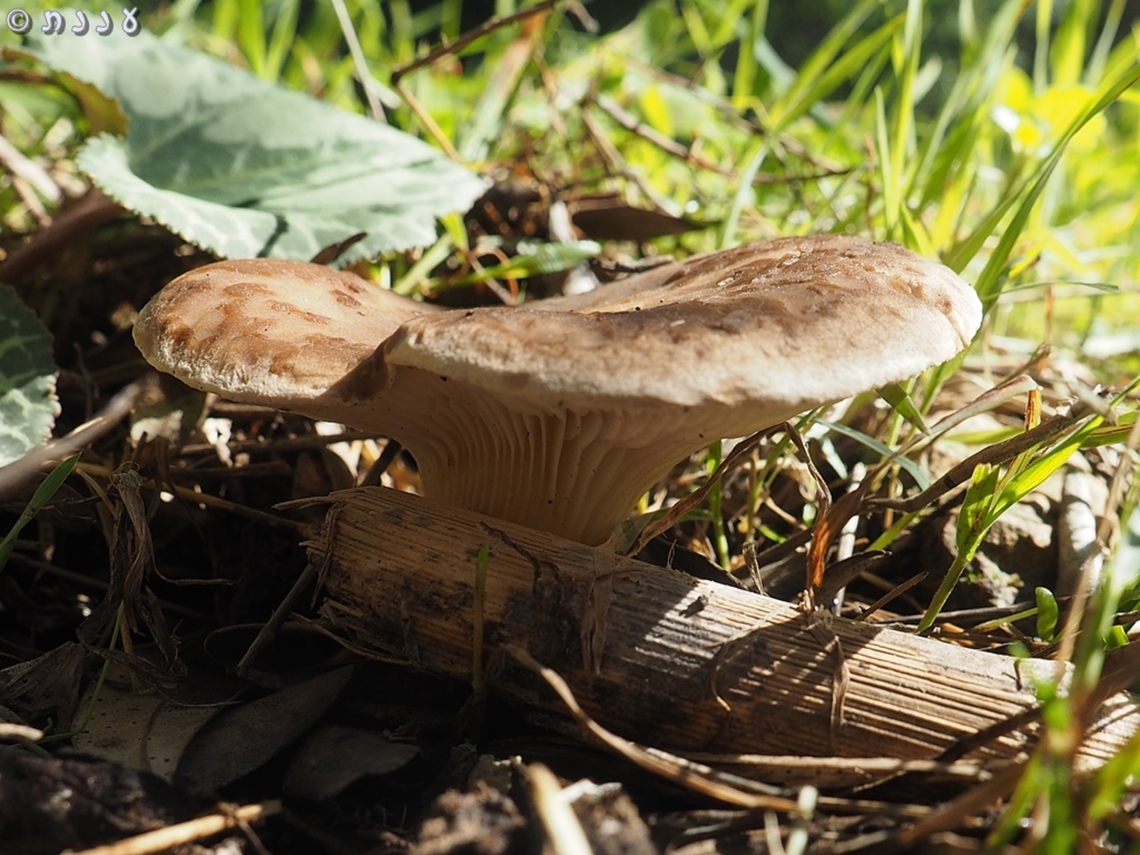 Pleurotus еryngii var. ferulae  Pleurotus eryngii,Pleurotus еryngii
