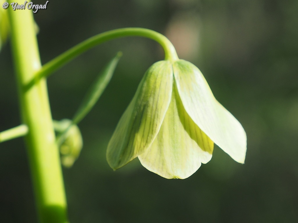 Fritillaria persica  Fritillaria persica,Geotagged,Israel,Winter