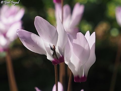 Cyclamen persicum  Cyclamen persicum,Geotagged,Israel,Persian cyclamen,Winter