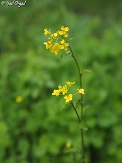 Ochthodium aegyptiacum  Geotagged,Israel,Ochthodium aegyptiacum,Winter