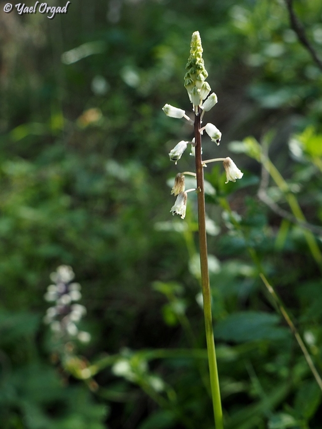 Bellevalia flexuosa  Bellevalia flexuosa,Geotagged,Israel,Rain Bells,Winter