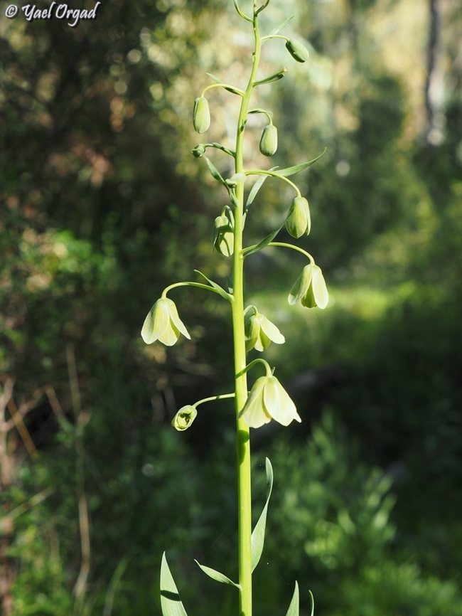 Fritillaria persica  Fritillaria persica,Geotagged,Israel,Winter