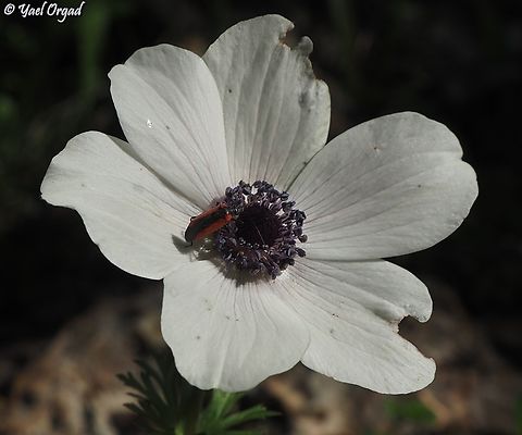 Dionconotus neglectus on Anemone coronaria  Dionconotus neglectus,Geotagged,Winter