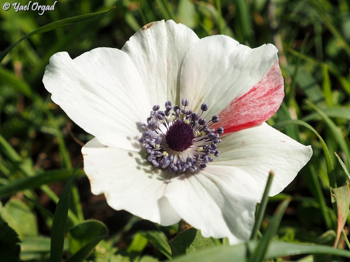 white Anemone coronaria with a red stripe when I come to a field with many Anemones, I look for the odd ones... like a white flower with red stripe :-)  Anemone coronaria,Geotagged,Poppy anemone,Winter