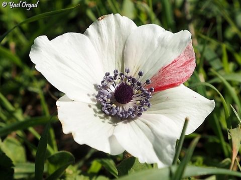white Anemone coronaria with a red stripe when I come to a field with many Anemones, I look for the odd ones... like a white flower with red stripe :-)  Anemone coronaria,Geotagged,Poppy anemone,Winter