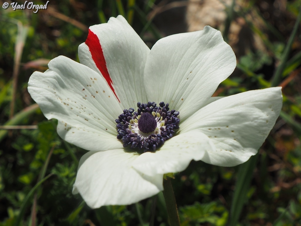 white Anemone coronaria with a red stripe when I come to a field with many Anemones, I look for the odd ones... like a white flower with red stripe :-)  Anemone coronaria,Geotagged,Poppy anemone,Winter