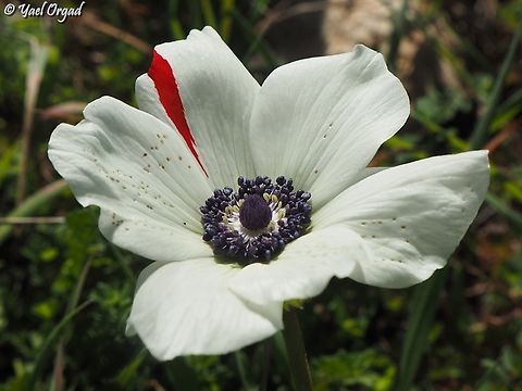white Anemone coronaria with a red stripe when I come to a field with many Anemones, I look for the odd ones... like a white flower with red stripe :-)  Anemone coronaria,Geotagged,Poppy anemone,Winter