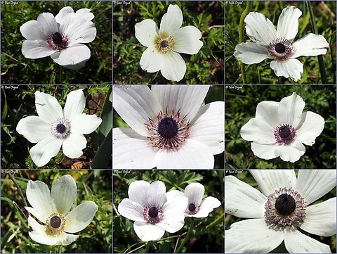 Male sterility in Anemone coronaria all these Anemones have undeveloped stamens - the male part is sterile.  Anemone coronaria,Geotagged,Poppy anemone,Winter