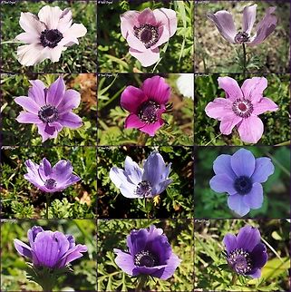 purples and pinks Anemone coronaria has many colors. red is most common, white is second - but there are also many pinks and purples.  Anemone coronaria,Geotagged,Poppy anemone,Winter