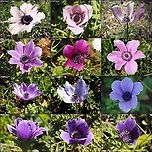 purples and pinks Anemone coronaria has many colors. red is most common, white is second - but there are also many pinks and purples.  Anemone coronaria,Geotagged,Poppy anemone,Winter