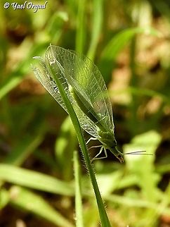 Chrysoperla carnea  Chrysoperla carnea,Common green lacewing,Geotagged,Israel,Winter