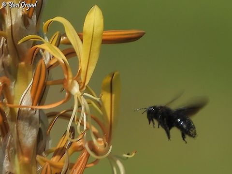 Xylocopa iris approaching Asphodeline lutea  Asphodeline lutea,Geotagged,Israel,Winter,Xylocopa iris