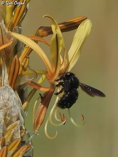 Xylocopa iris on Asphodeline Lutea  Geotagged,Israel,Winter,Xylocopa iris