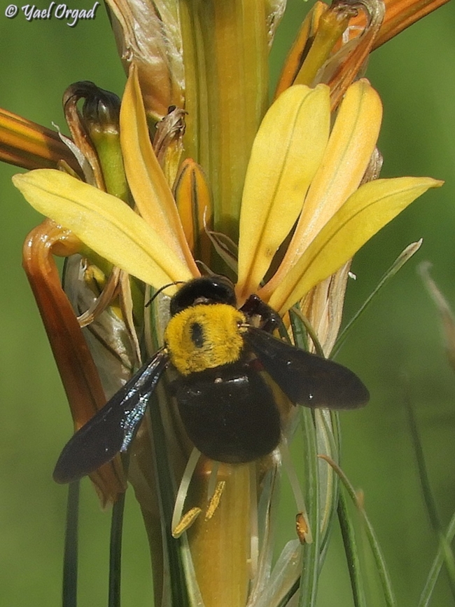 Xylocopa pubescens on Asphodeline lutea  Asphodeline lutea,Geotagged,Israel,Winter,Xylocopa pubescens