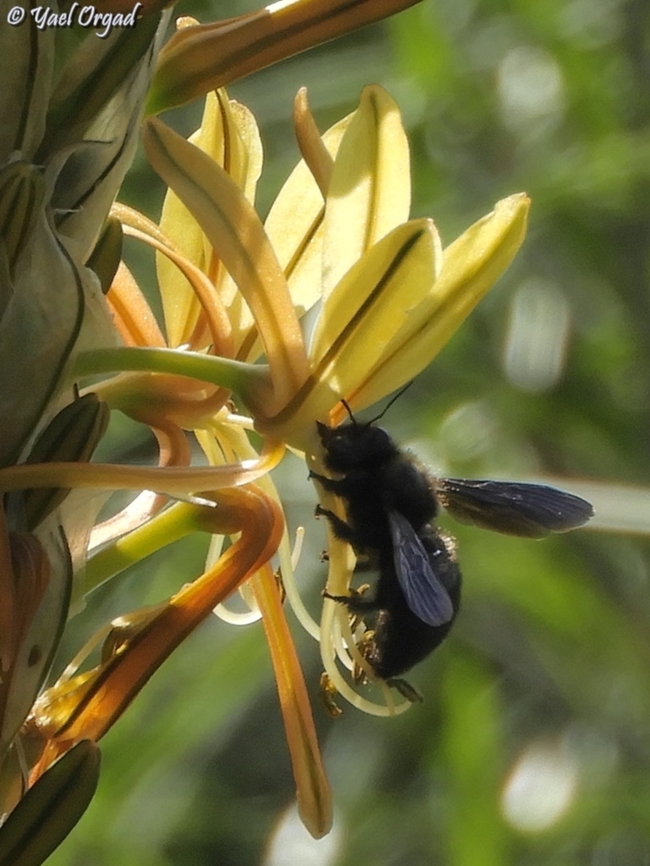 Xylocopa iris on Asphodeline Lutea  Geotagged,Israel,Winter,Xylocopa iris