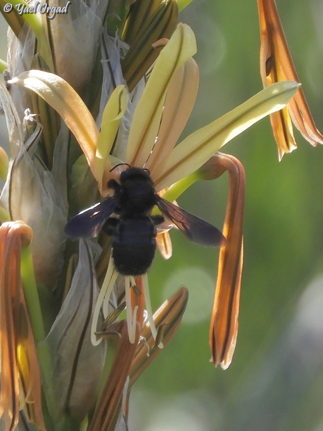 Xylocopa iris on Asphodeline Lutea  Geotagged,Israel,Winter,Xylocopa iris