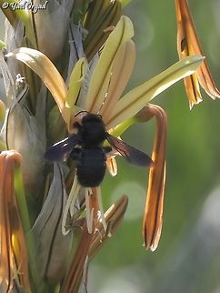Xylocopa iris on Asphodeline Lutea  Geotagged,Israel,Winter,Xylocopa iris