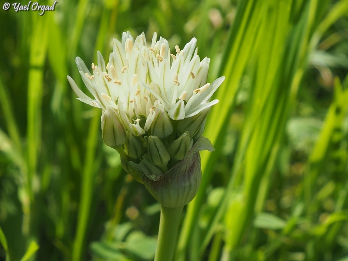 Allium israeliticum  Allium israeliticum,Geotagged,Israel,Winter