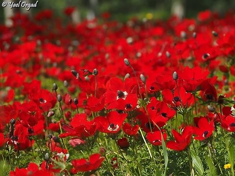 RED all over!  Anemone coronaria,Geotagged,Israel,Poppy anemone,Winter