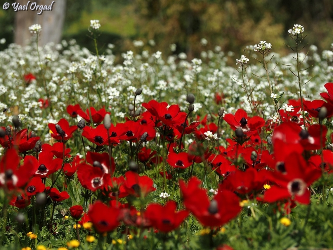 red and white Diplotaxis erucoides and Anemone coronaria Diplotaxis  erucoides,Diplotaxis erucoides,Geotagged,Israel,Winter