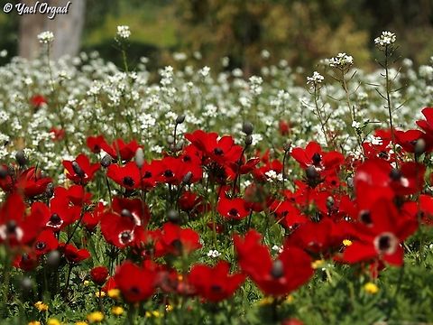 red and white Diplotaxis erucoides and Anemone coronaria Diplotaxis  erucoides,Diplotaxis erucoides,Geotagged,Israel,Winter