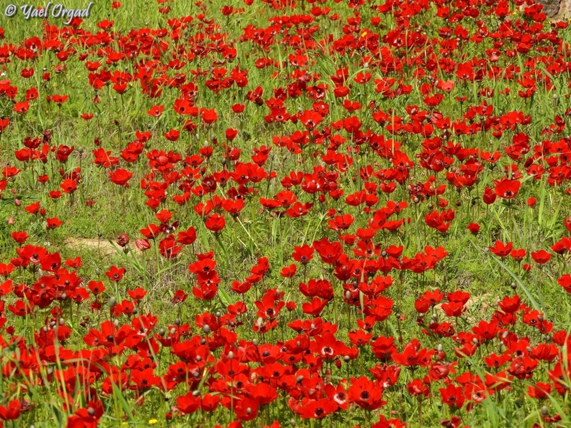 the "red south" during the month of February, the northen Negev desert is filled with millions of red Anemones. it is incredible to see all this red! Anemone coronaria,Geotagged,Israel,Poppy anemone,Winter
