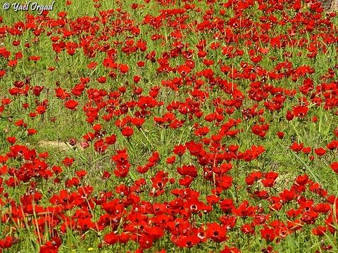 the "red south" during the month of February, the northen Negev desert is filled with millions of red Anemones. it is incredible to see all this red! Anemone coronaria,Geotagged,Israel,Poppy anemone,Winter