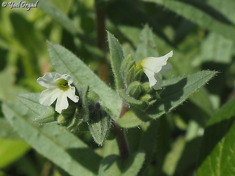 Nonea philistaea  Geotagged,Israel,Nonea philistaea,Winter