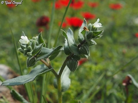 Nonea philistaea  Geotagged,Israel,Nonea philistaea,Winter