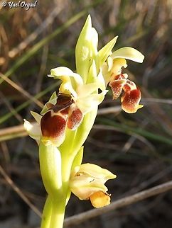 Ophrys umbilicata ssp. beerii  Geotagged,Israel,Ophrys umbilicata,Winter