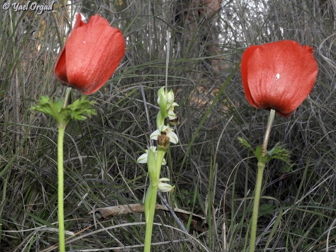 royal guards for the Ophrys! Anemone coronaria guarding Ophrys umbilicata ssp. beerii Anemone coronaria,Geotagged,Israel,Ophrys umbilicata,Ophrys umbilicata ssp. beerii,Winter
