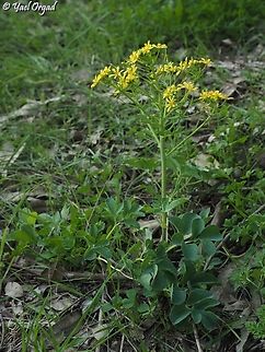 Leontice leontopetalum  Geotagged,Israel,Leontice leontopetalum,Winter
