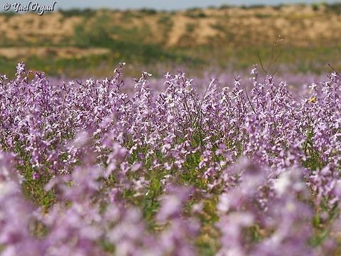 Matthiola aspera  Geotagged,Israel,Matthiola aspera,Winter