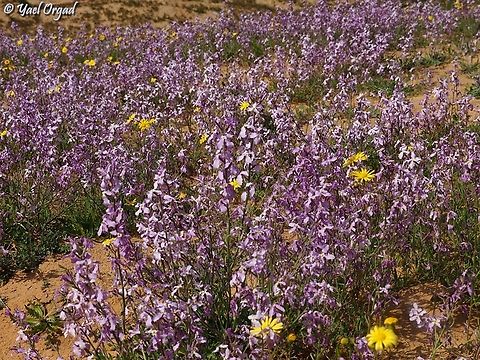 Matthiola aspera  Geotagged,Israel,Matthiola aspera,Winter