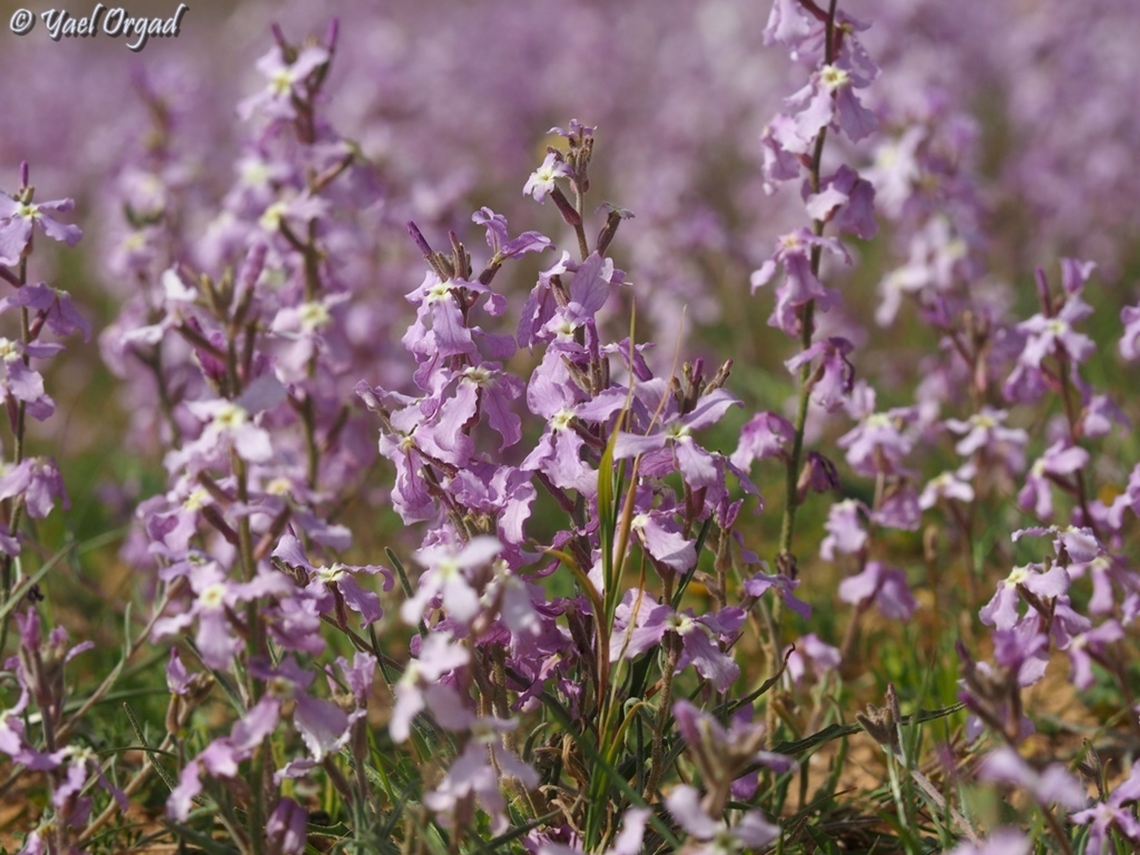 Matthiola aspera  Geotagged,Israel,Matthiola aspera,Winter