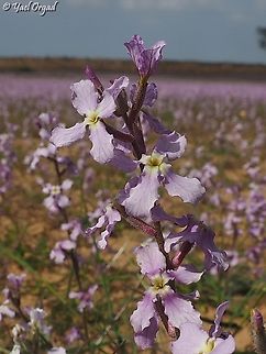 Matthiola aspera  Geotagged,Israel,Matthiola aspera,Winter