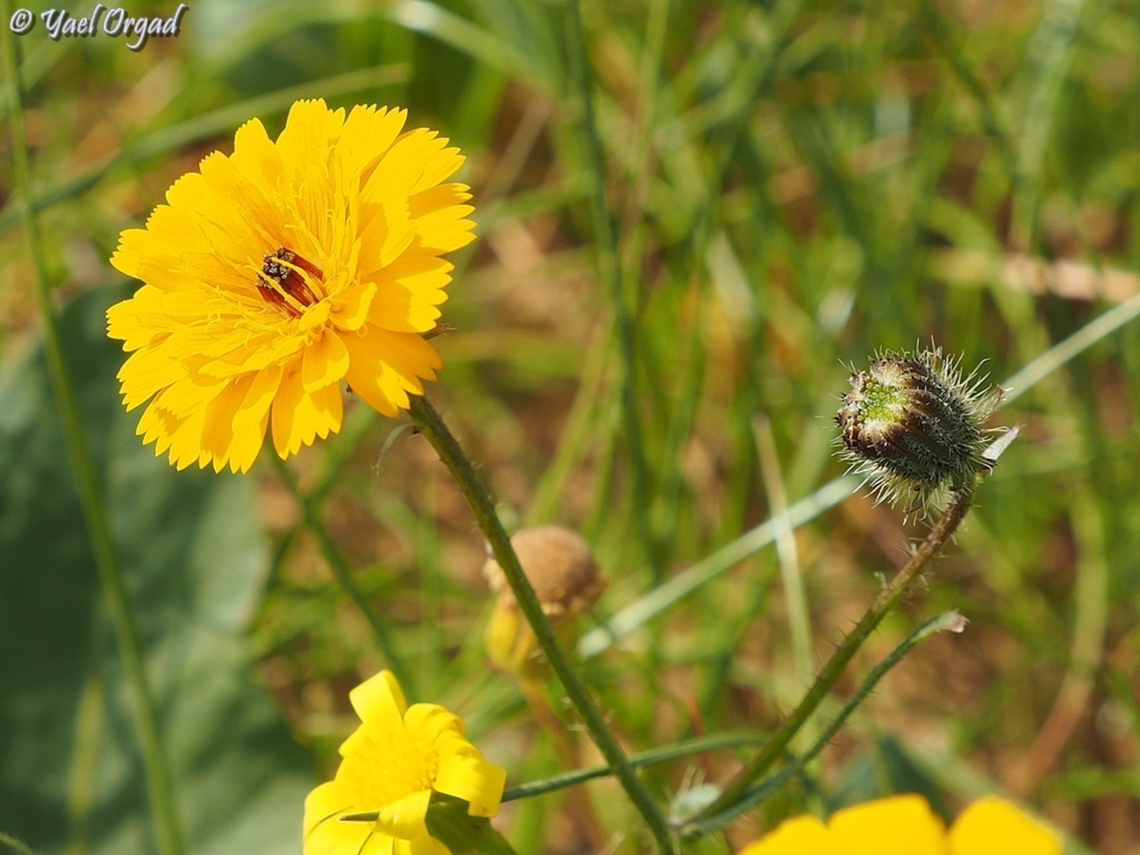 Picris asplenioides  Geotagged,Israel,Picris asplenioides,Winter