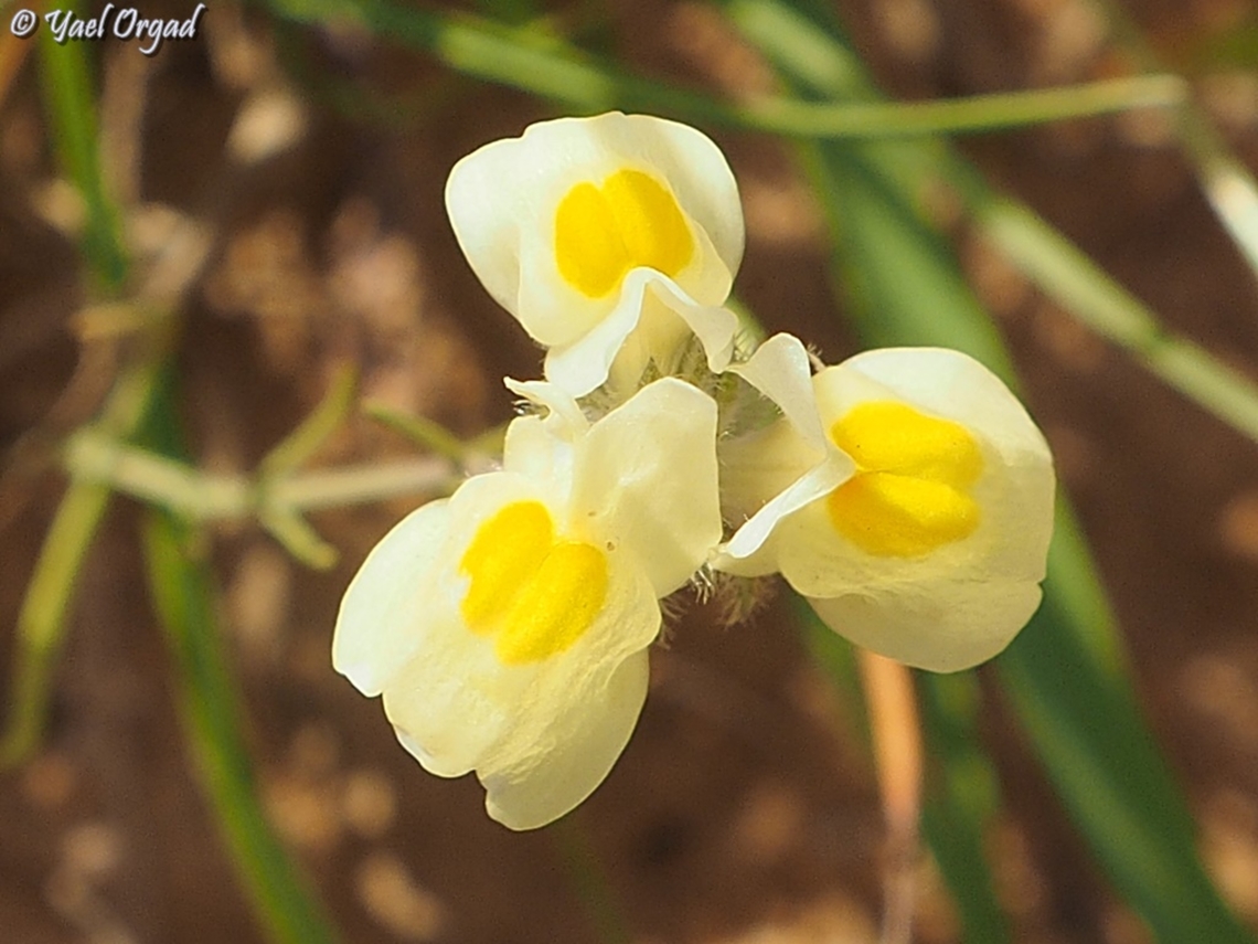 Linaria haelava  Geotagged,Israel,Linaria haelava,Winter
