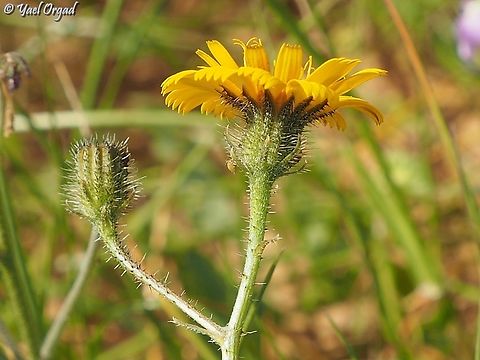 Picris asplenioides  Geotagged,Israel,Picris asplenioides,Winter