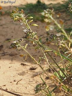 Lobularia arabica  Arabian Globularia,Geotagged,Globularia arabica,Israel,Lobularia arabica,Winter